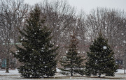 8th Jan 2025 - Let it snow, Let it snow, Let it snow