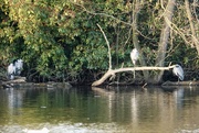 8th Jan 2025 - Grey Herons