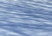 8th Jan 2025 - Winter trees on snow reflection 