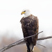 American Bald Eagle by bobbic