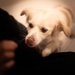 Licking