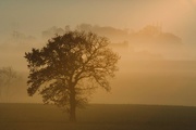 8th Jan 2025 - Misty morning