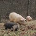 Momma And Piglets