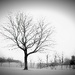 Snowy Meadow