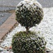 Snow-Capped