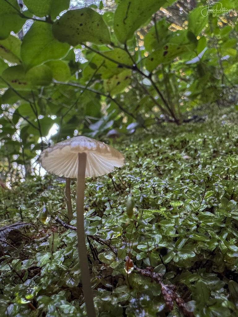 Tiny Mushroom by jgpittenger