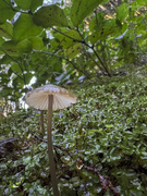 8th Jan 2025 - Tiny Mushroom