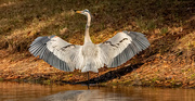 8th Jan 2025 - Blue Heron, as it Landed!