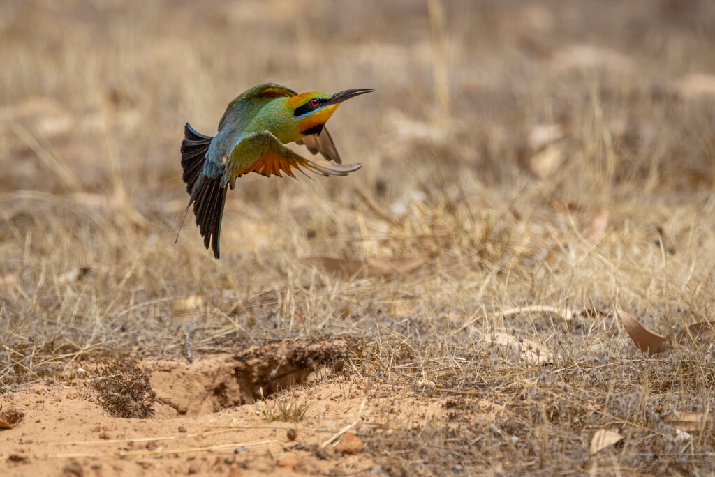 Rainbow Bee-eater by flyrobin