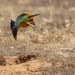 Rainbow Bee-eater