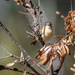 Yellow-rumped thornbill