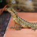 The Latest Addition to Our Backyard Wildlife