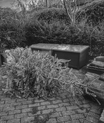 10th Jan 2025 - Sorry Sight