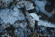 9th Jan 2025 - Icy underfoot