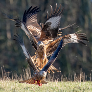 9th Jan 2025 - Red Kites