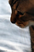 9th Jan 2025 - Whiskers