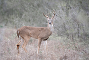 9th Jan 2025 - Whitetail Buck