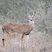 Whitetail Buck