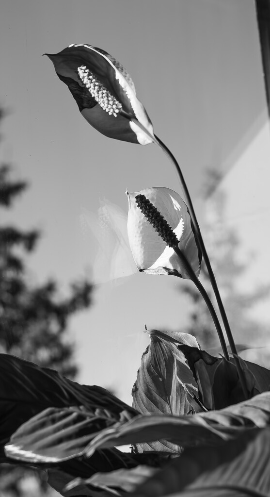 Lilies by darchibald
