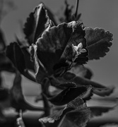 9th Jan 2025 - One Blossom