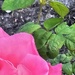Pretty in Pink