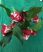 10th Jan 2025 - Camellias Still Going Strong
