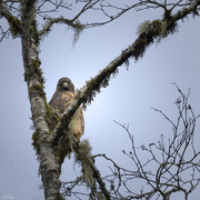 9th Jan 2025 - Red Tailed Hawk Sitting Waiting