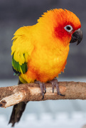 9th Jan 2025 - Sun conure (นกแก้วดวงอาทิตย์)