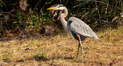 9th Jan 2025 - Blue Heron, Taking a Break From the Water!