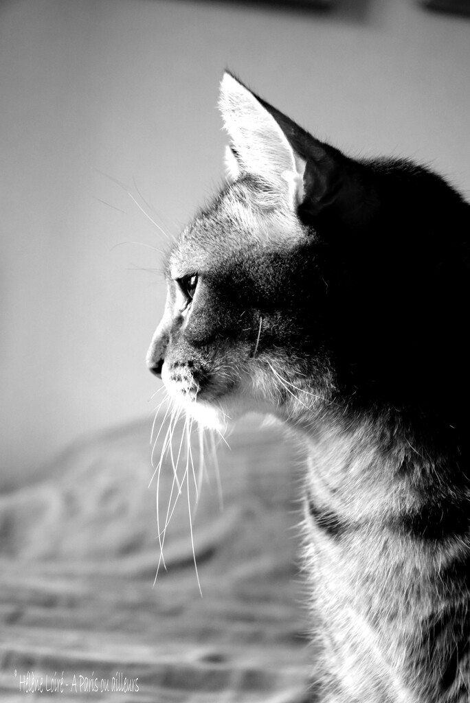 best profile? by parisouailleurs