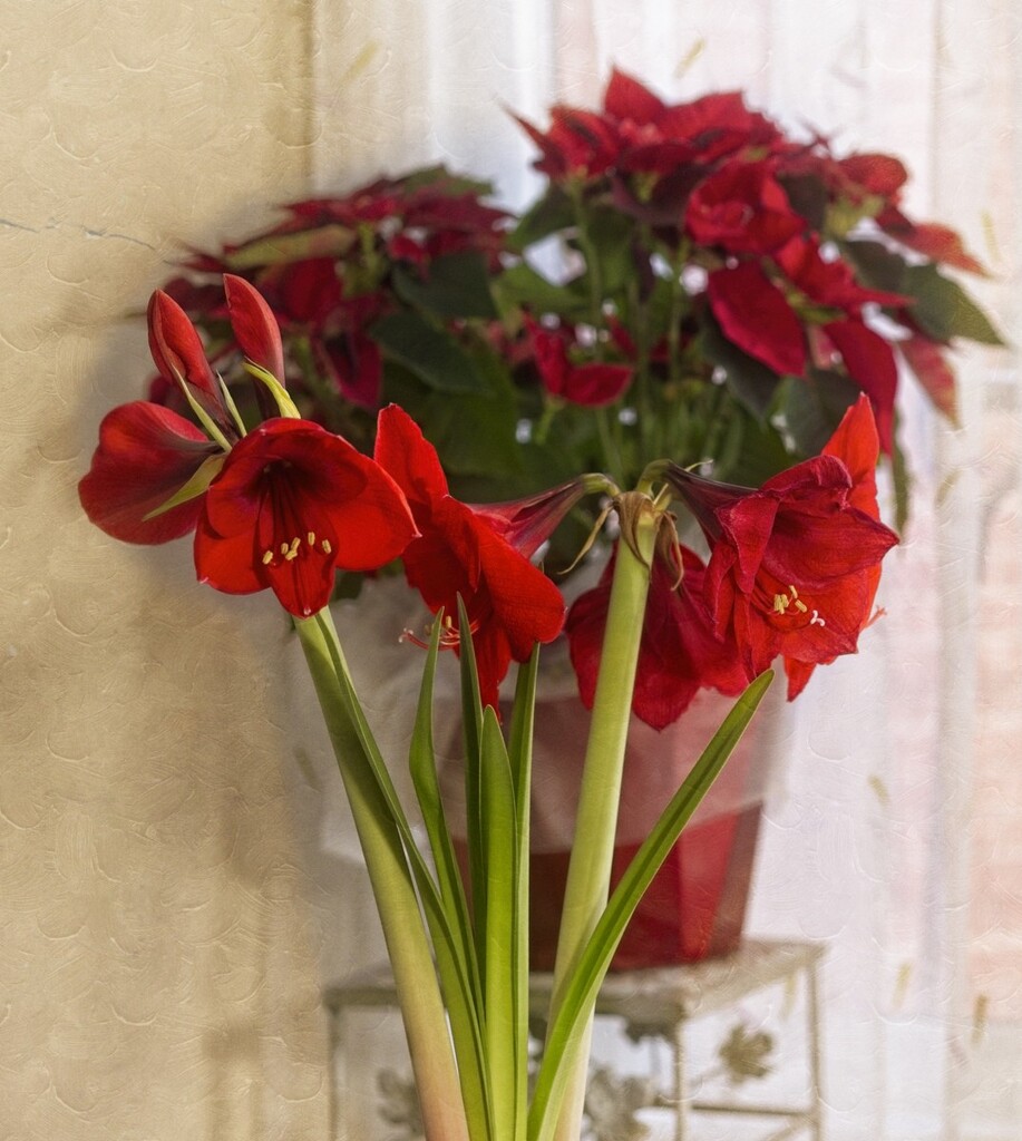 Show Off Amaryllis by gardencat