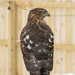 Hawk by bobbic