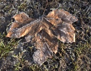 10th Jan 2025 - Cold and frosty morning