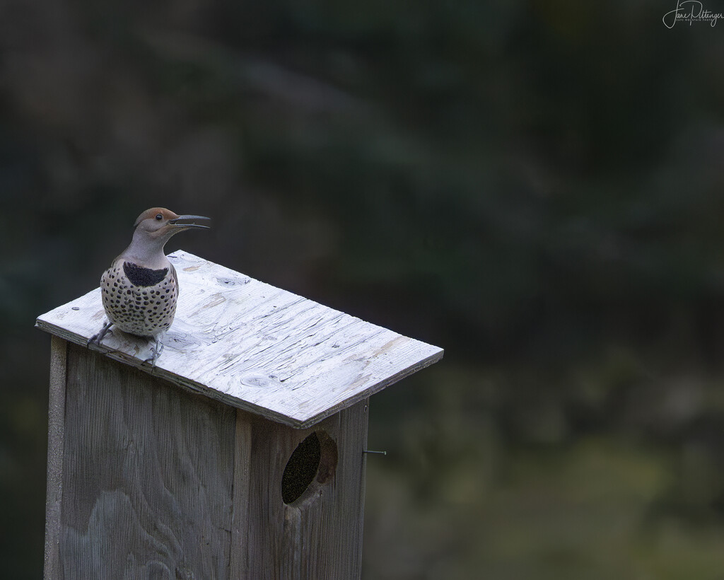 Flicker Making an Uproar by jgpittenger