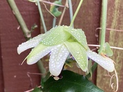 10th Jan 2025 - A watery passion flower.
