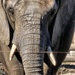 * All Elephants Matter