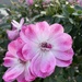 Rose by loweygrace