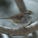 Sparrow In The Snow by swchappell