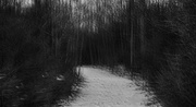10th Jan 2025 - The path