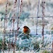Robin by wakelys
