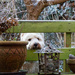 George Peeping by pamknowler