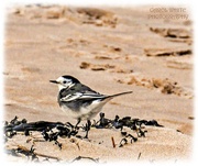 11th Jan 2025 - Pied Wagtail On The Beach