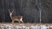 10th Jan 2025 - Whitetail Buck