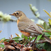Robin by seattlite