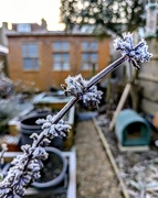 11th Jan 2025 - Garden frost