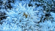 11th Jan 2025 - Ice Crystals.
