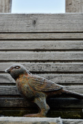 8th Jan 2025 - Bird on a ledge