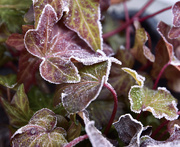 11th Jan 2025 - Frosted Ivy