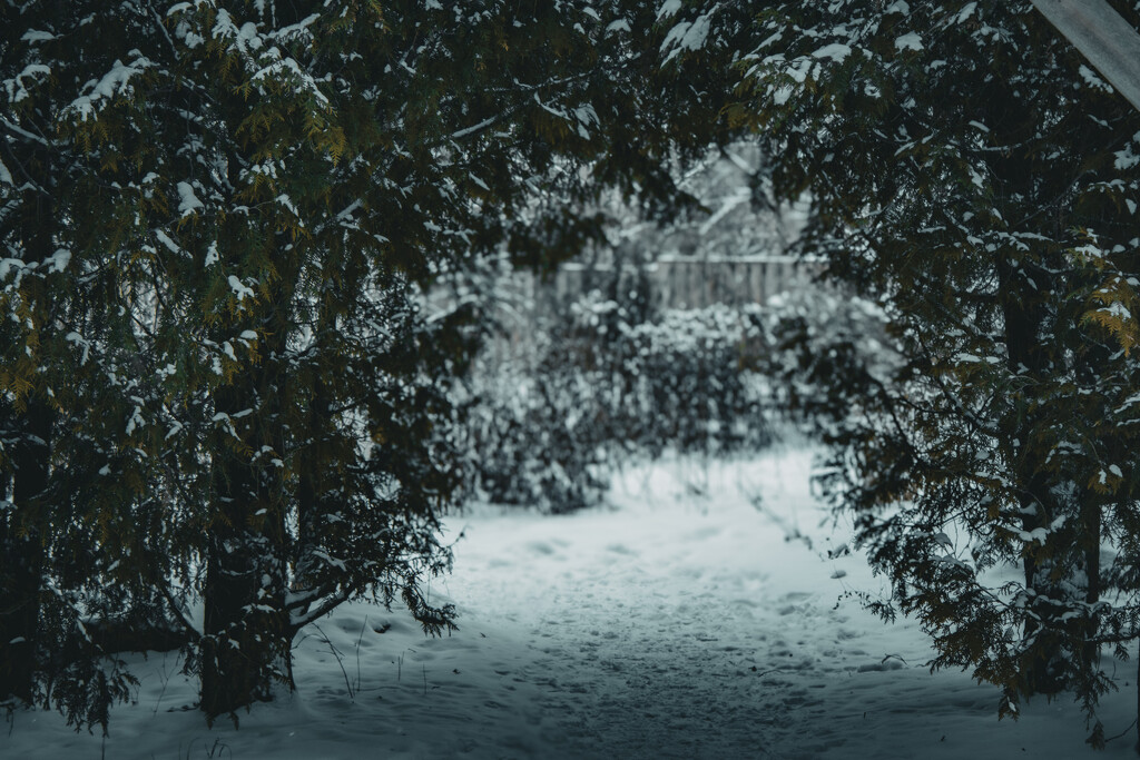 Winter Path by maggierileyphoto