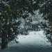 Winter Path